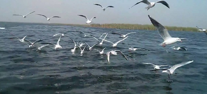 Nal Sarovar Lake