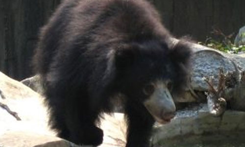 Jessore Sloth Bear