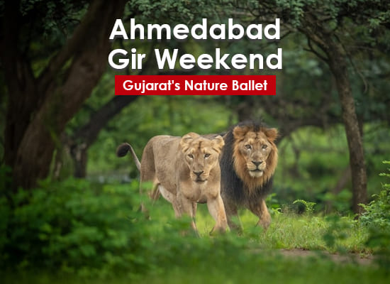 Ahmedabad Gir Weekend Tour
