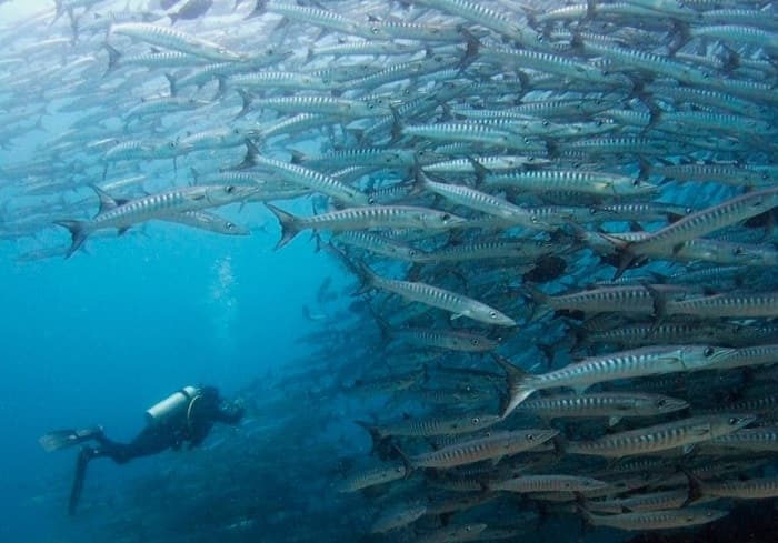 Barracuda Point, Sipadan Island, Malaysia