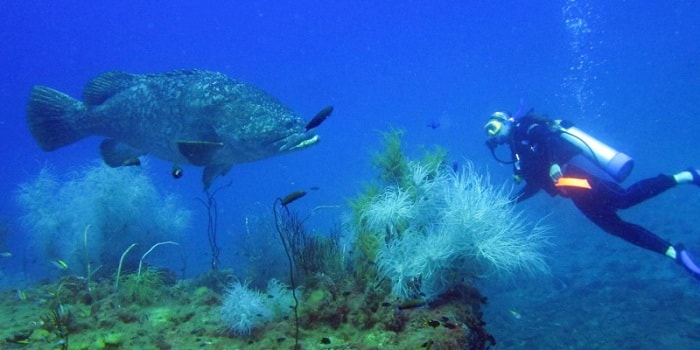 The Yongala, Queensland Australia