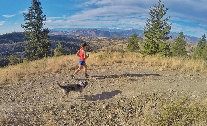 Tips for Travelling With Your Pet