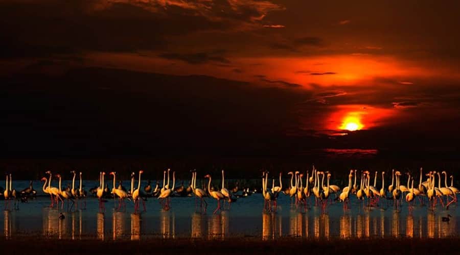 Kutch Desert Wildlife Sanctuary