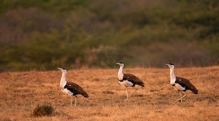 Kutch Great Indian Bustard Sanctuary