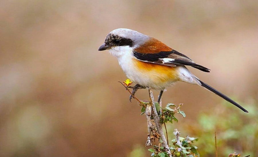 Bay-backed Shrike