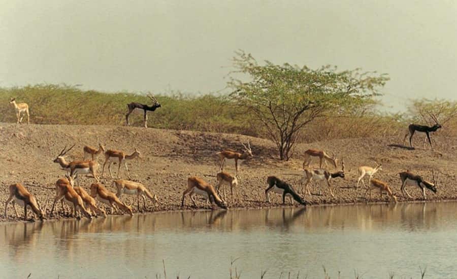 Blackbuck National Park