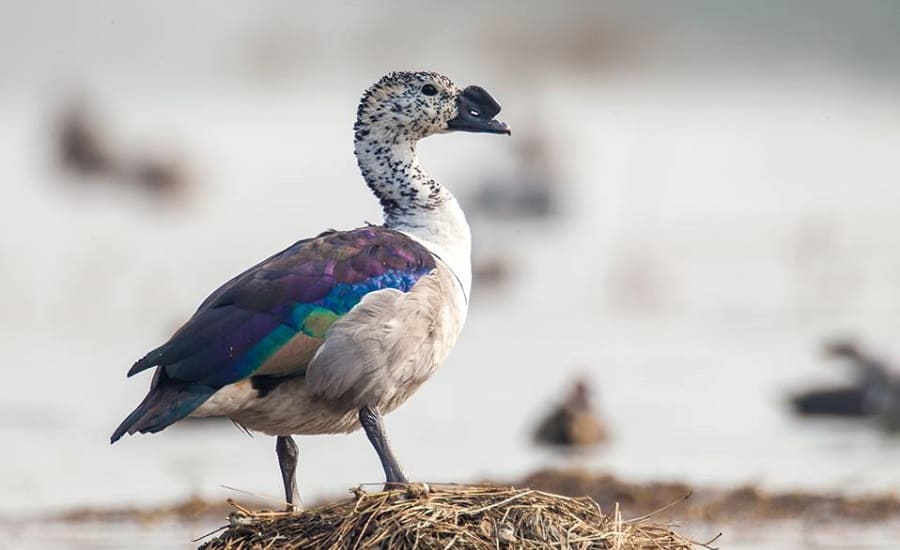 Comb Duck