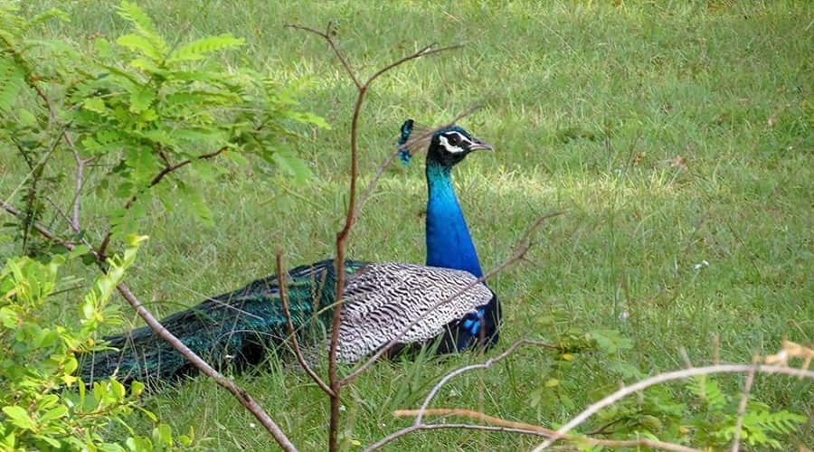 Indian Peafowl