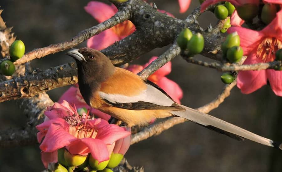 Rufous Treepie