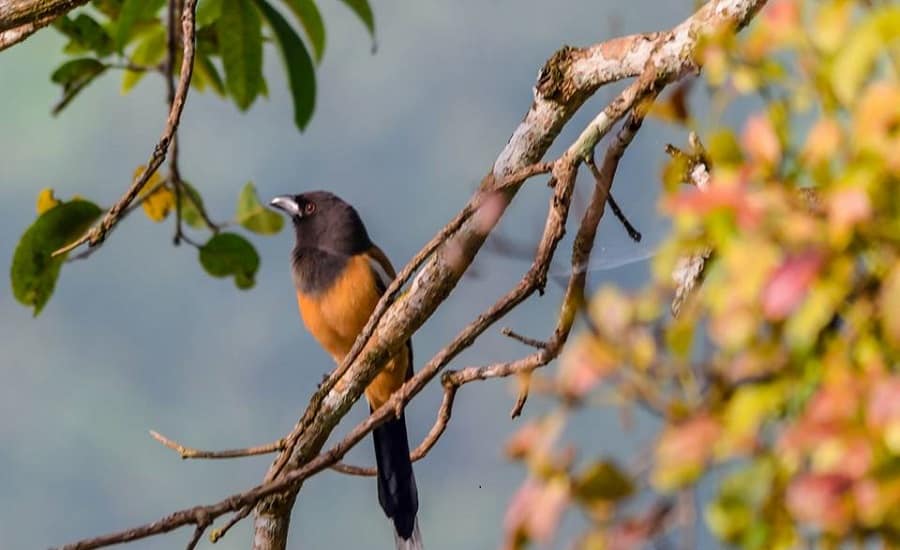 Rufous Treepie