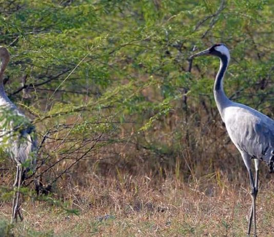 Siberian Crane in India