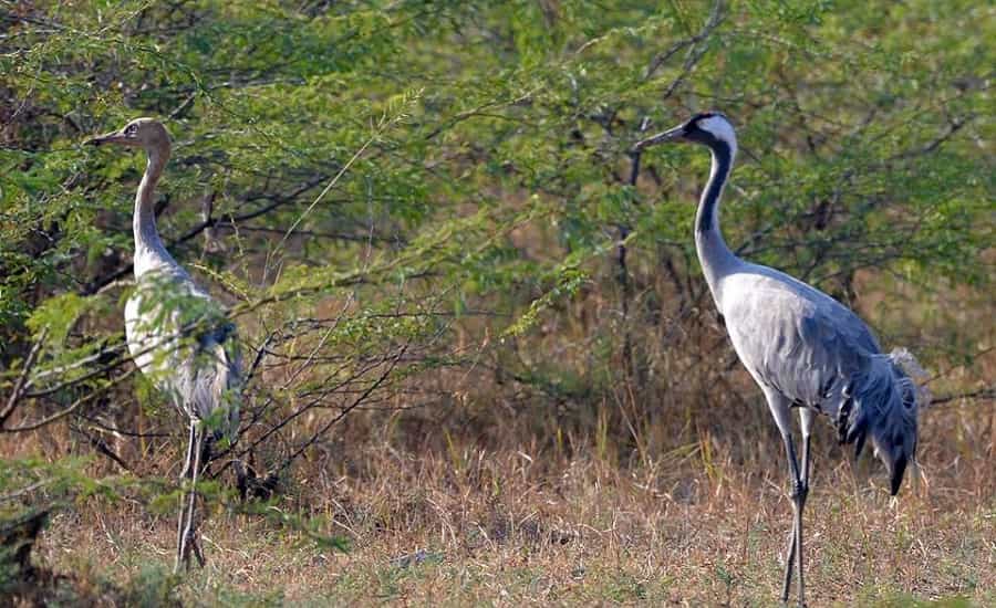 Siberian Crane in India