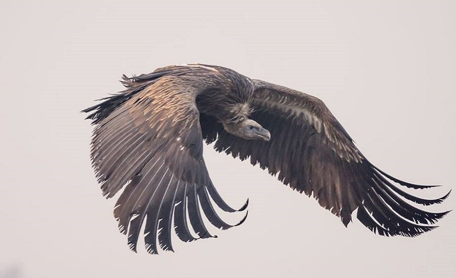 White-Rumped Vulture