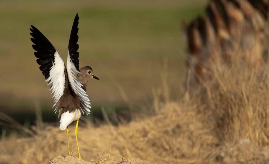 White-tailed Lapwing