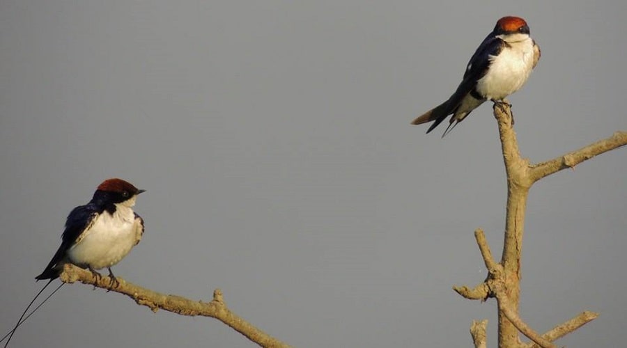 Wire-Tailed Swallow