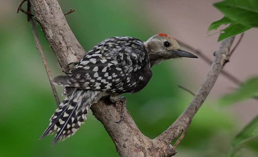 Yellow-Crowned Woodpecker