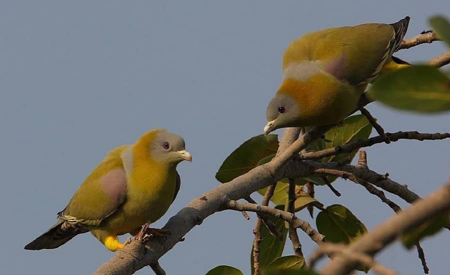 Yellow-Footed Green Pigeon