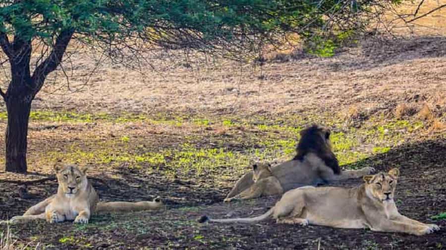 Asiatic Lion at Gir, Gujarat