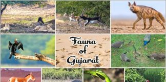 Fauna of Gujarat