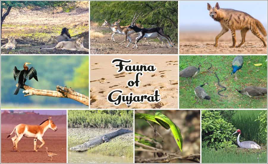 Flora and Fauna of Gujarat