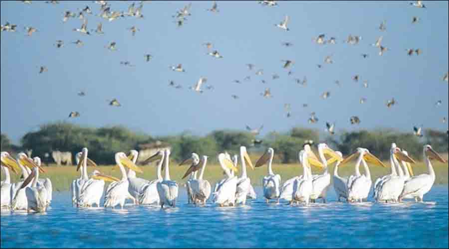 Narayan Sarovar Sanctuary, Bhuj