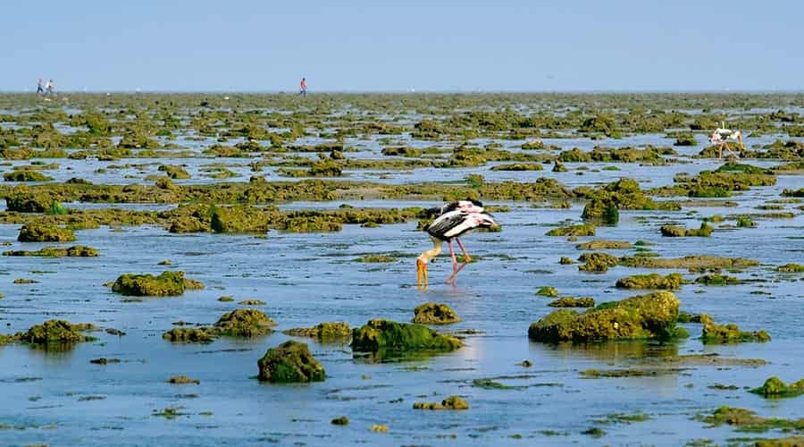 Marine National Park, Gulf of Kutch