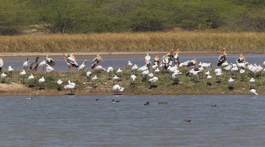 Blackbuck National Park