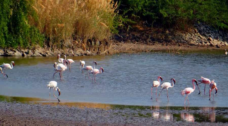 Khijadiya Bird Sanctuary, Jamnagar