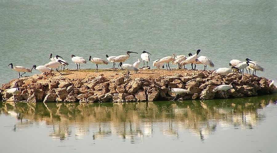 Bird Watching in Porbandar