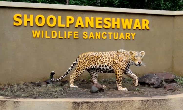 Shoolpaneshwar Wildlife Sanctuary