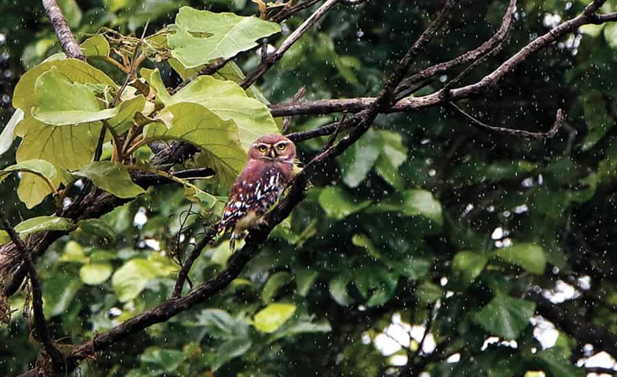 Flora and Fauna at Polo Forest