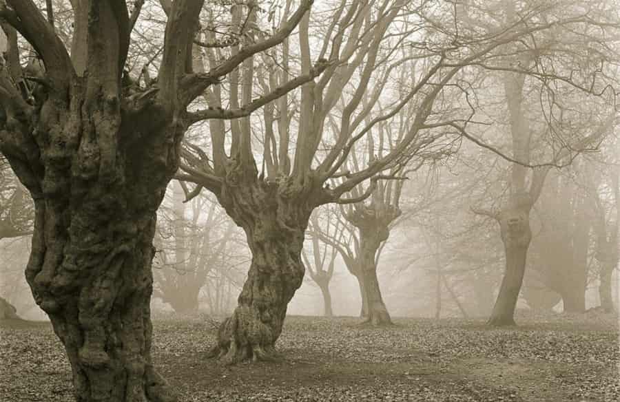 Haunted Tree in Chandkheda