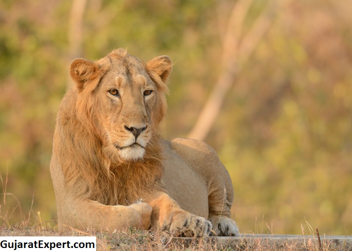 Best Time To Visit Gir National Park, Gir Climate