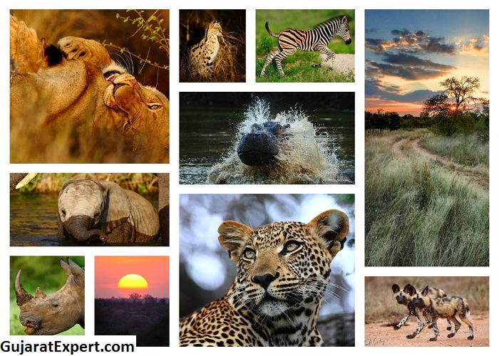 Wildlife Attractions In Gir National Park - Flora & Fauna
