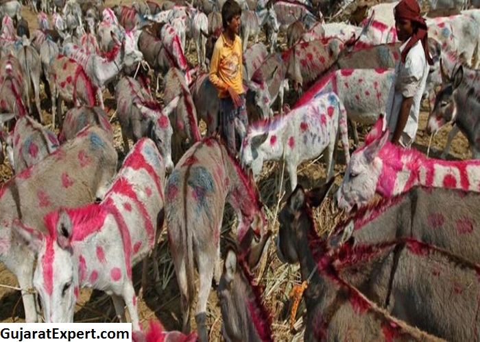 The One and Only Vautha Fair in Gujarat – Watch Donkeys Being Sold and Enjoy Fun and Festivities