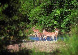 Barda Hills Wildlife Sanctuary, Jamnagar