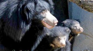 Jessore Sloth Bear Sanctuary