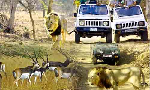 Gujarat Wildlife Safari Tour