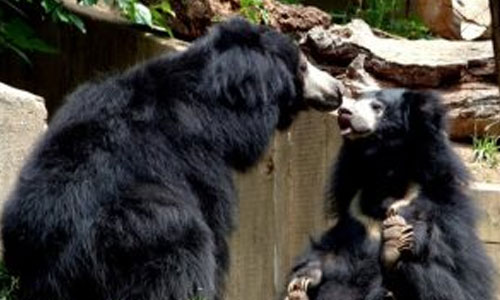 Ratanmahal Sloth Bear