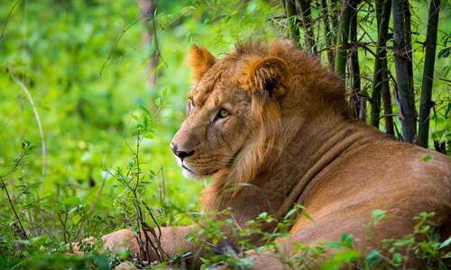 West India Lion Safari Tour