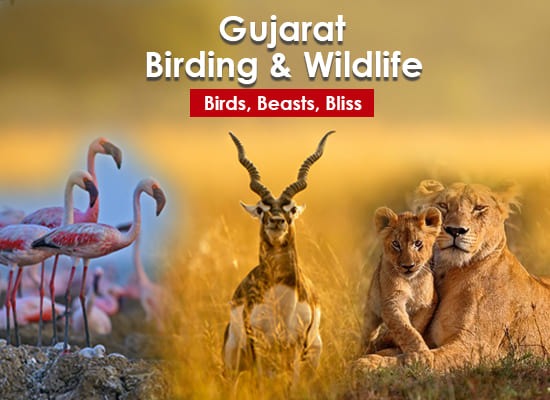Gujarat Birding & Wildlife Tour